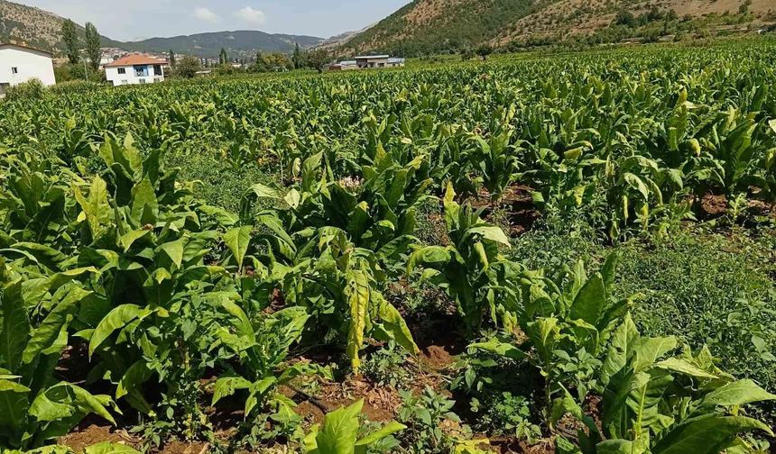 Adıyaman'da dolu yağışı tütünlere zarar verdi