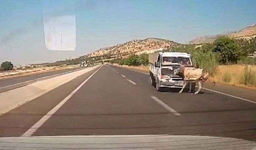 Kamyonetin çarptığı eşek metrelerce havaya fırladı