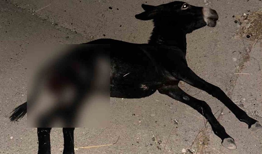 Karayolda aniden çıkan eşek kazaya neden oldu