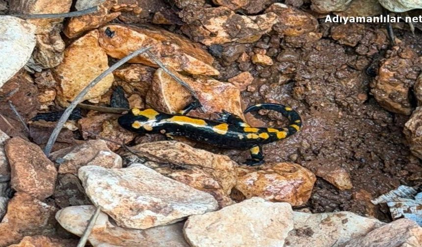 Besni Sugözü'nde Ateş Semenderi Görüntülendi