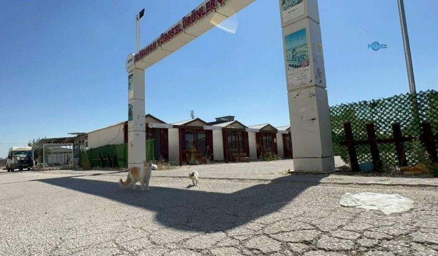 Tutdere: 'Hiçbir canı yalnız ve sahipsiz bırakmayacağız'