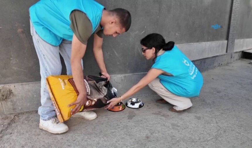 Adıyaman'da sokak hayvanları için 20 beslenme alanı oluşturuldu