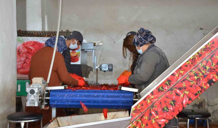 Besni'de salçalık biber sezonu başladı