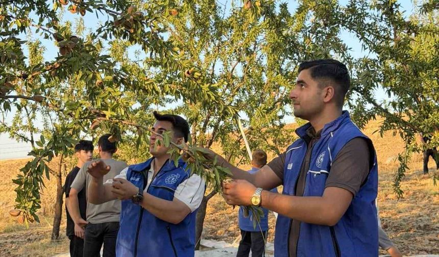 Kahta'da gönüllü gençler badem hasadına katıldı