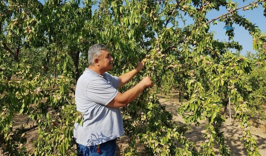 Başkan Turanlı: Badem üreticisi hasada fiyat belirsizliğiyle başladı