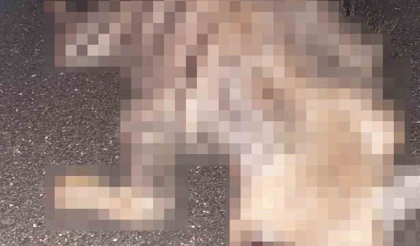 Adıyaman'da çizgili sırtlan yolda telef oldu