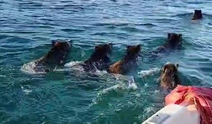 Adıyaman'da balıkçılara barajda domuz sürprizi