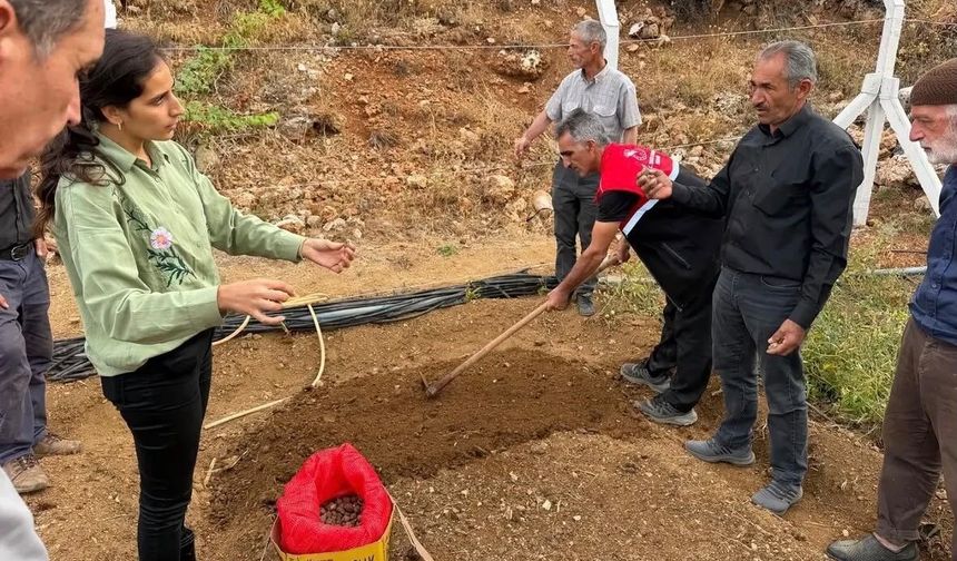Çelikhan'da 10 üreticiye 90 kilogram salep yumrusu dağıtıldı