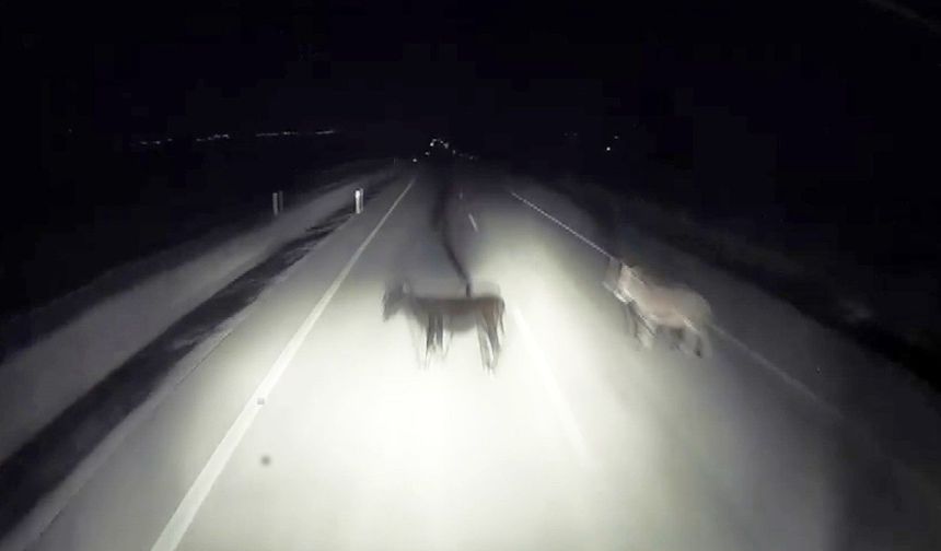 Adıyaman'da tırın eşeklere çarpma anı kameralara yansıdı